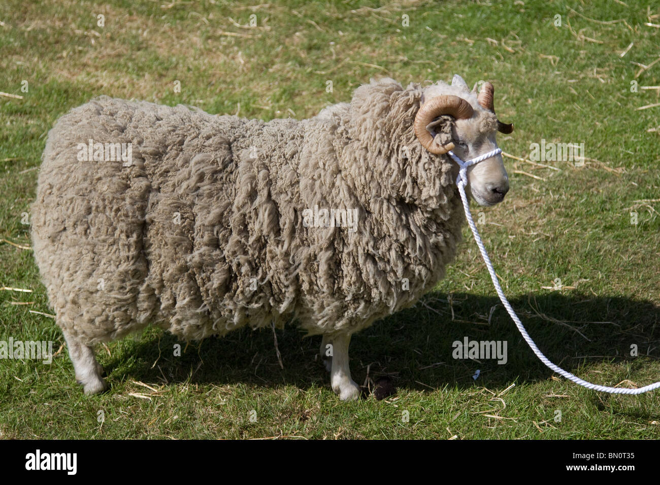 Wool producing animals hi-res stock photography and images - Alamy Wool producing animals hi-res stock photography and images - Alamy