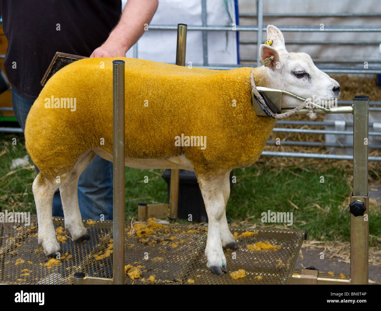 The great Royal Highland Show 2010 Scottish Agricultural Society of