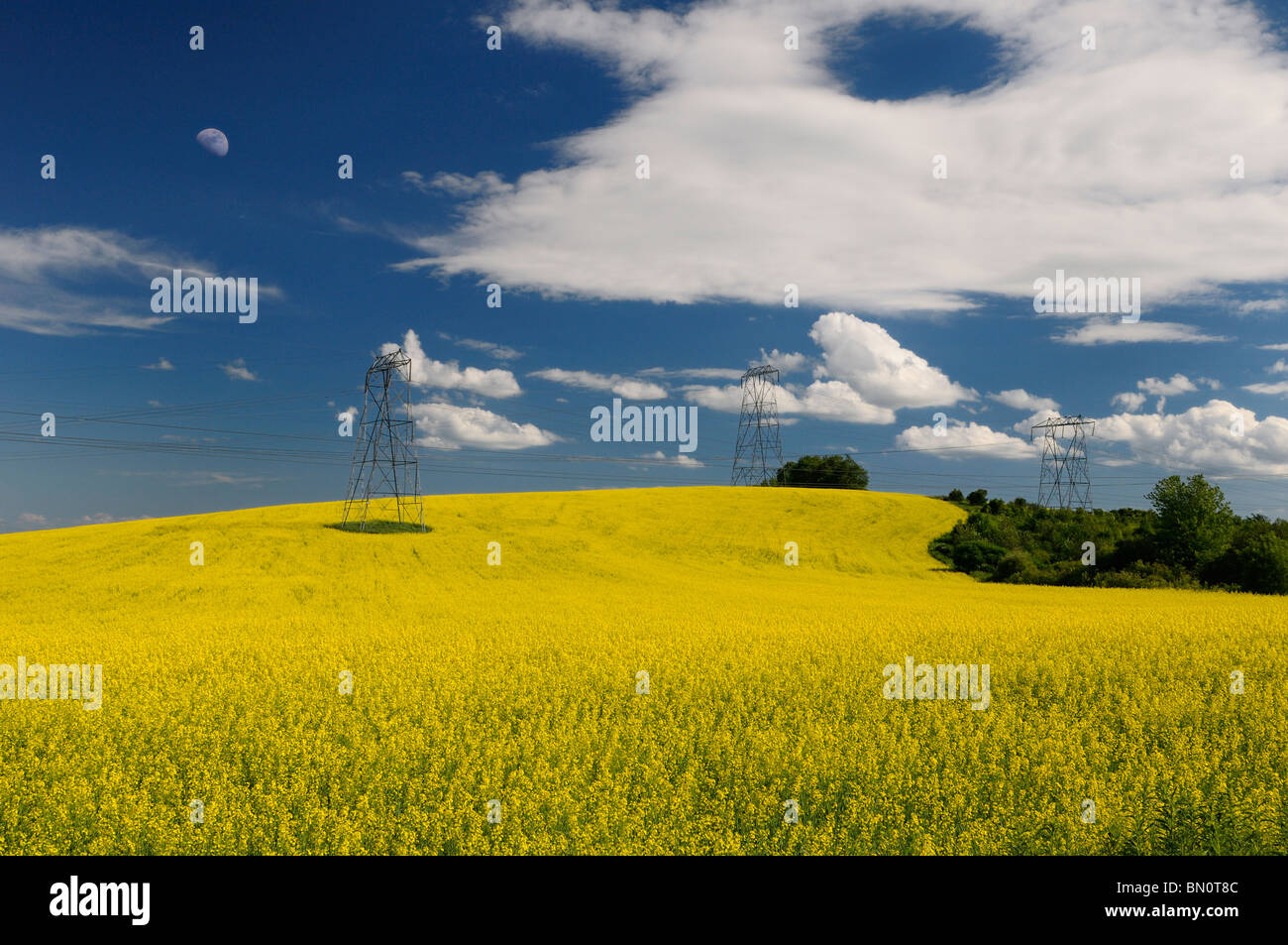 Field of yellow rapeseed crop with moon and hydro towers against a blue sky Oak Ridges Moraine Ontario Stock Photo