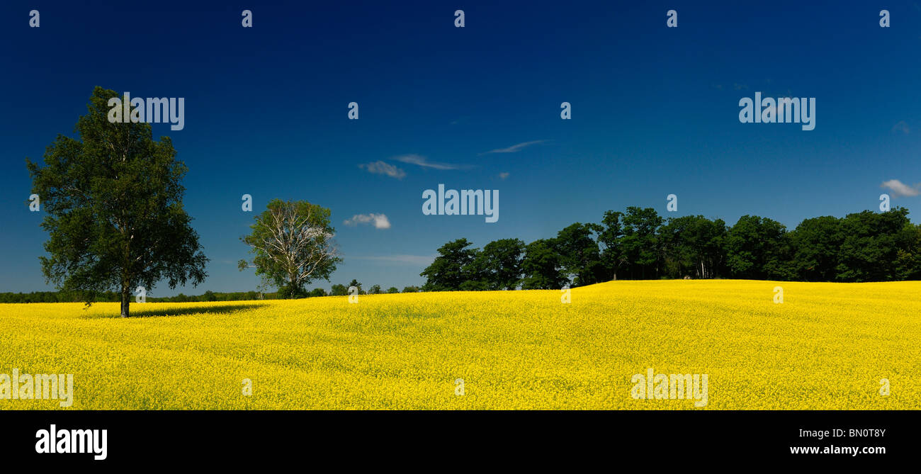 Panorama of yellow rapeseed Brassica Napus canola oil food crop with trees and blue sky Oak Ridges Moraine Ontario Canada Stock Photo