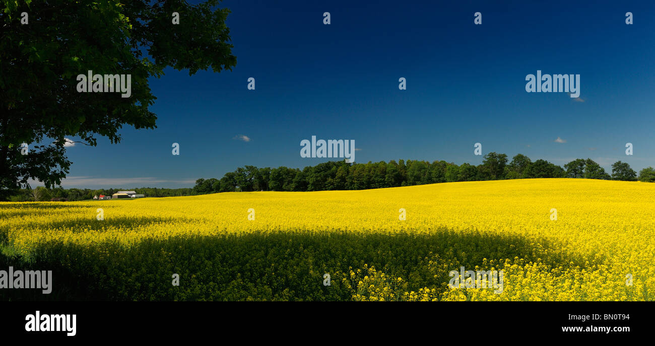 Field of yellow rapeseed crop with farmhouse trees and blue sky Stock Photo