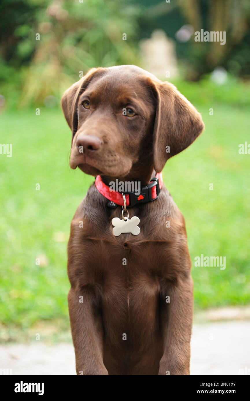 Chocolate brown Labrador Retriever puppy dog Stock Photo