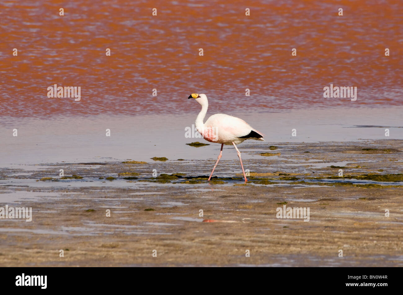 Puna or James’s Flamingo (Phoenicoparrus jamesi),  Laguna Colorada, Potosi, Bolivia Stock Photo