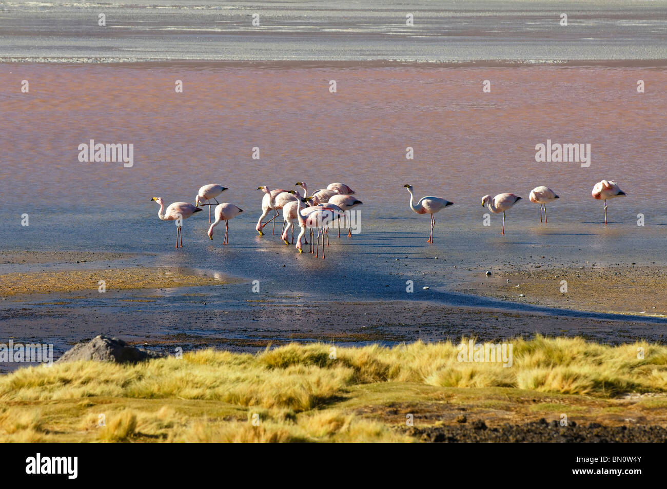 Group of Puna or James’s Flamingos (Phoenicoparrus jamesi),  Laguna Colorada, Potosi, Bolivia Stock Photo