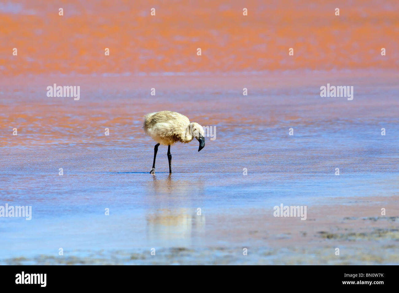 Young Andean Flamingo (Phoenicopterus andinus), Laguna Colorada, Potosi, Bolivia Stock Photo