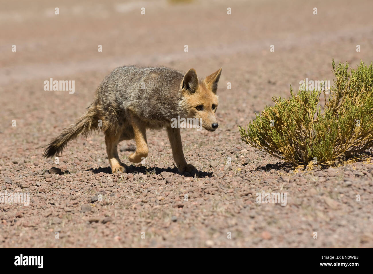 South American Grey Fox (Lycalopex griseus) also known as Patagonian Fox, Altiplano, Bolivia Stock Photo