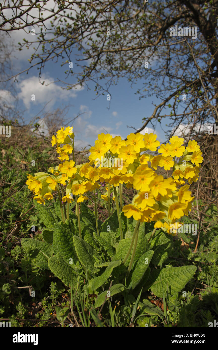 Cowslip, primrose, Primula veris, medicinal plant, Sinite kamani Nature Park, Bulgaria Stock Photo