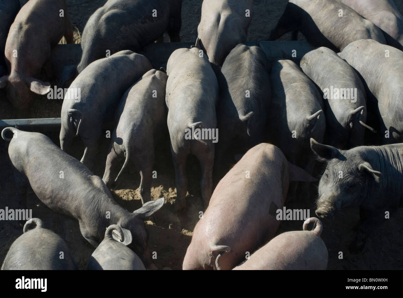 Cerdos ibericos en la provincia de Badajoz. Extremadura. España