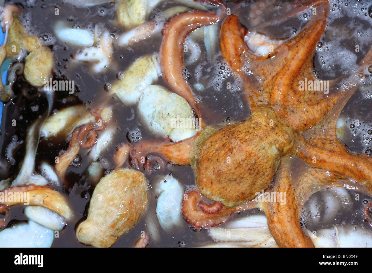 Octopus tentacles alive hi-res stock photography and images - Alamy