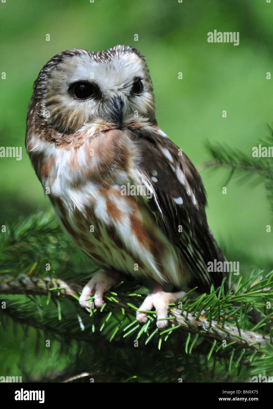 A small Saw-Whet Owl sitting in a pine tree Stock Photo