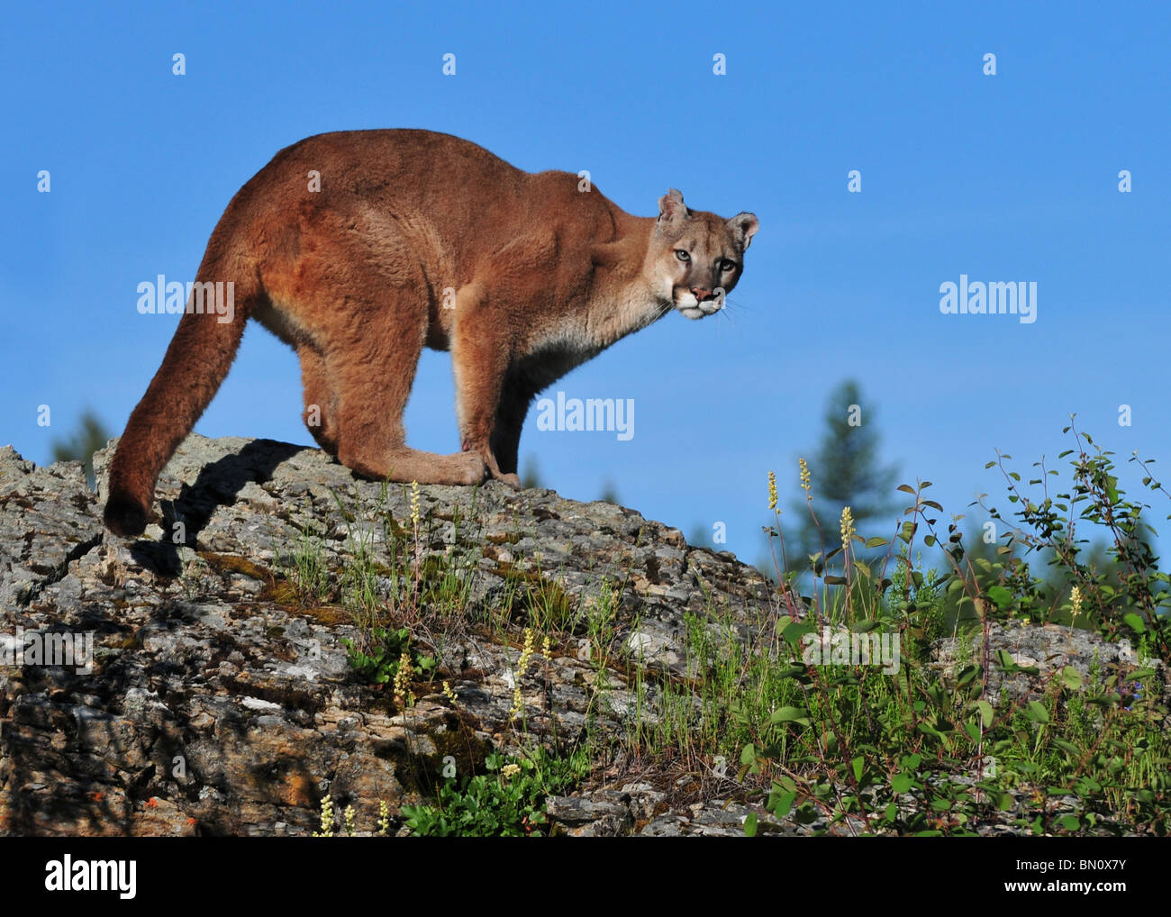 Male and female puma hi-res stock photography and images - Alamy