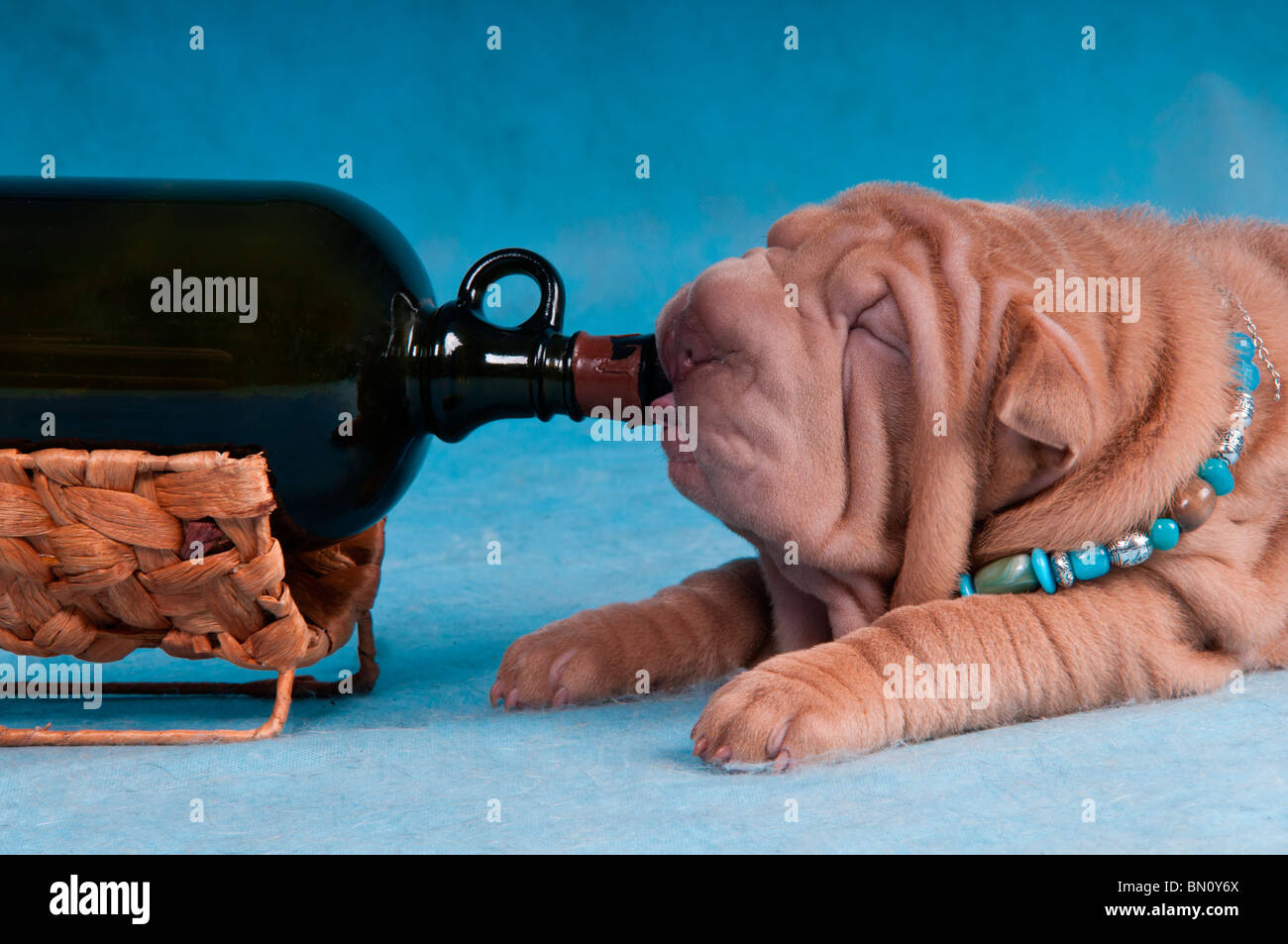 Drunk dog hi-res stock photography and images - Alamy Drunk dog hi-res stock photography and images - Alamy