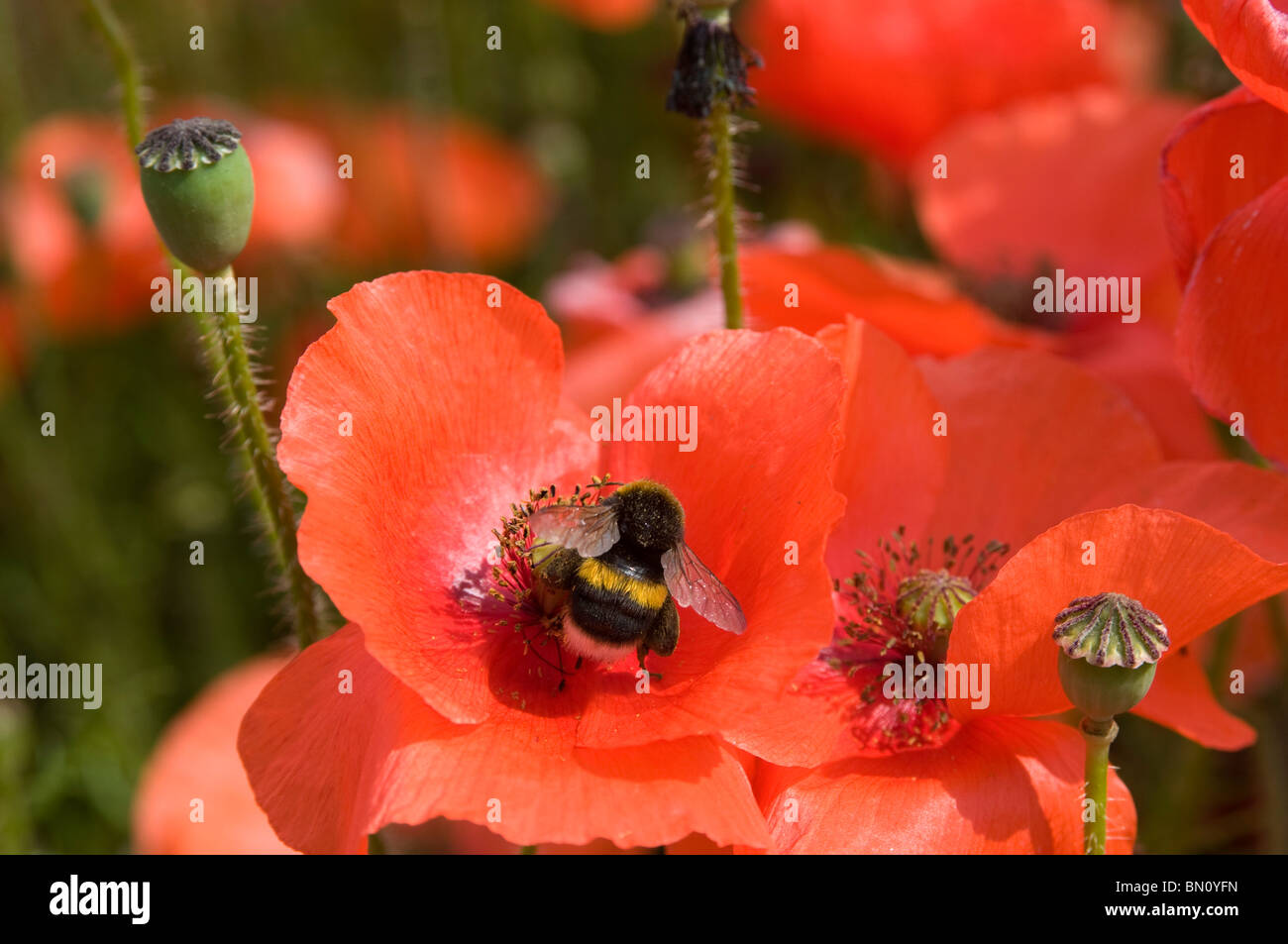 wild poppy flower in field with corn at road side kent england uk bee pollinating poppy Stock Photo