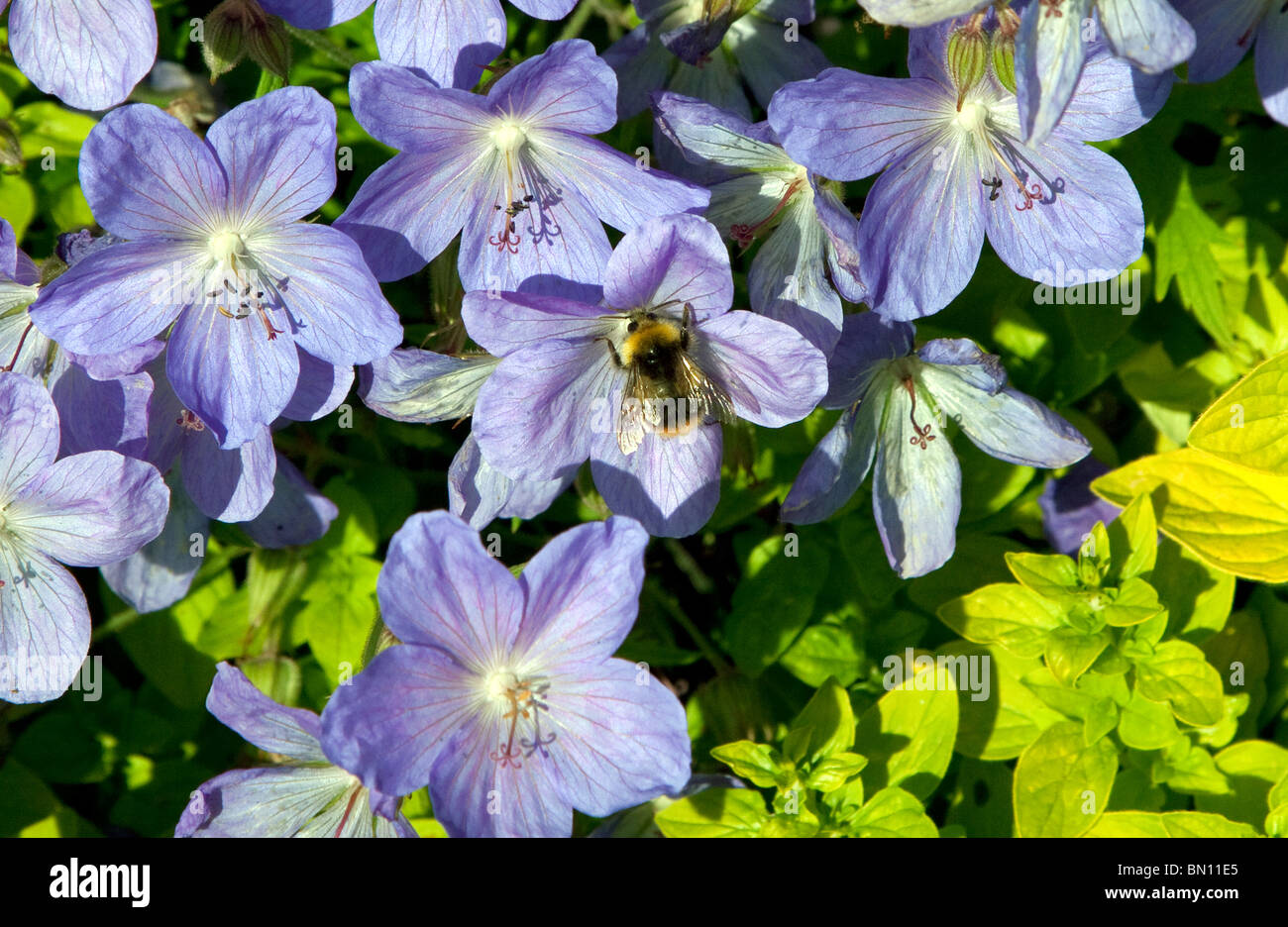 Population of bees in UK is mysteriously declining, Llantony, Gwent Stock Photo