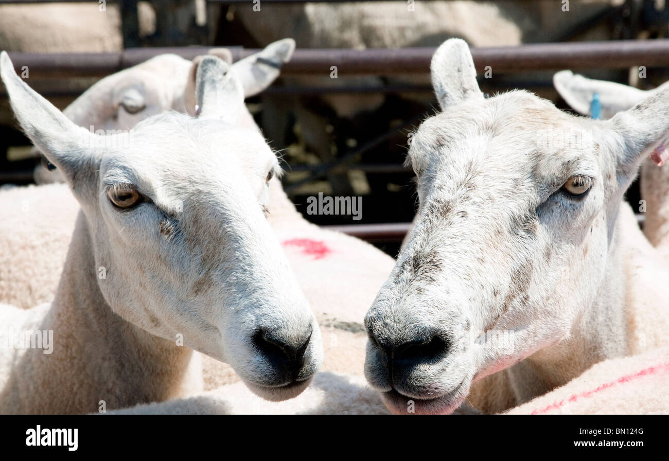 Sheep in livestock market, Abergavenny, Gwent Stock Photo Alamy