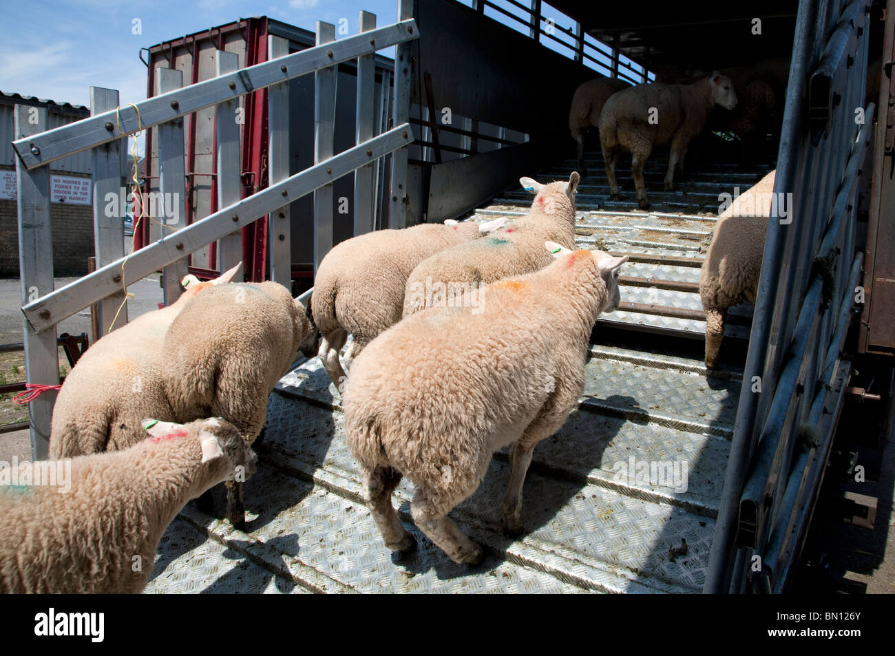 Sheep entering transporter lorry, Abergavenny, Gwent Stock Photo Alamy