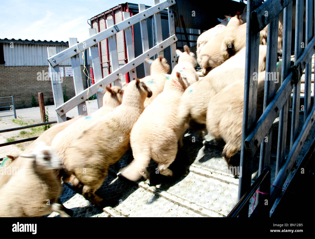 Sheep entering transporter lorry, Abergavenny, Gwent Stock Photo