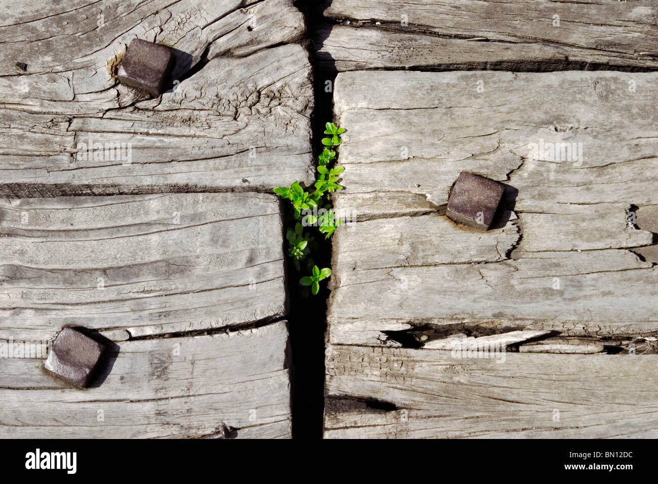 Green shoots growing through gap in old wooden planks Stock Photo