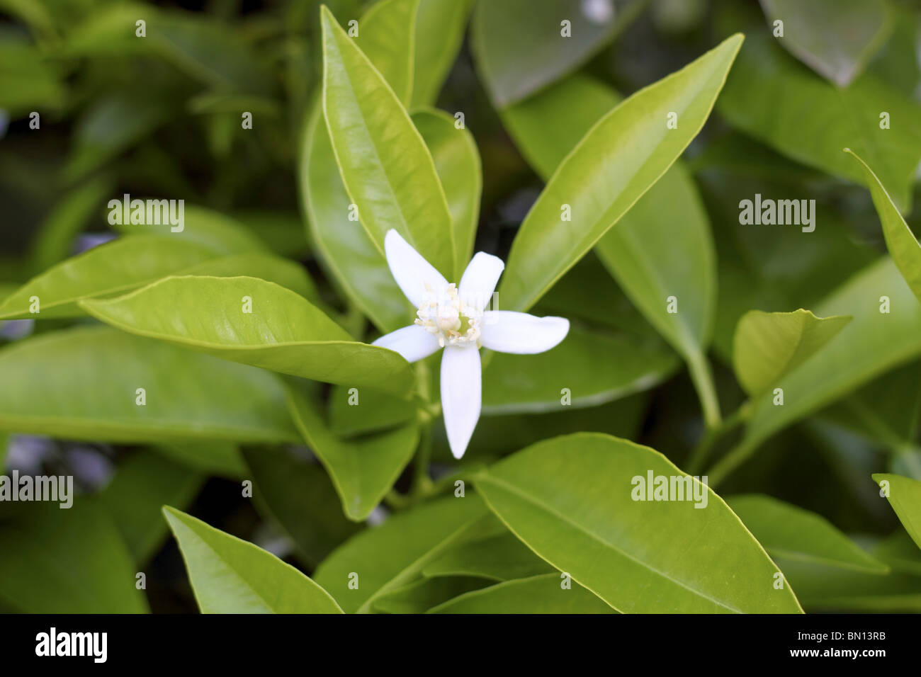 orange tree blossom in spring mediterranean field Stock Photo Alamy