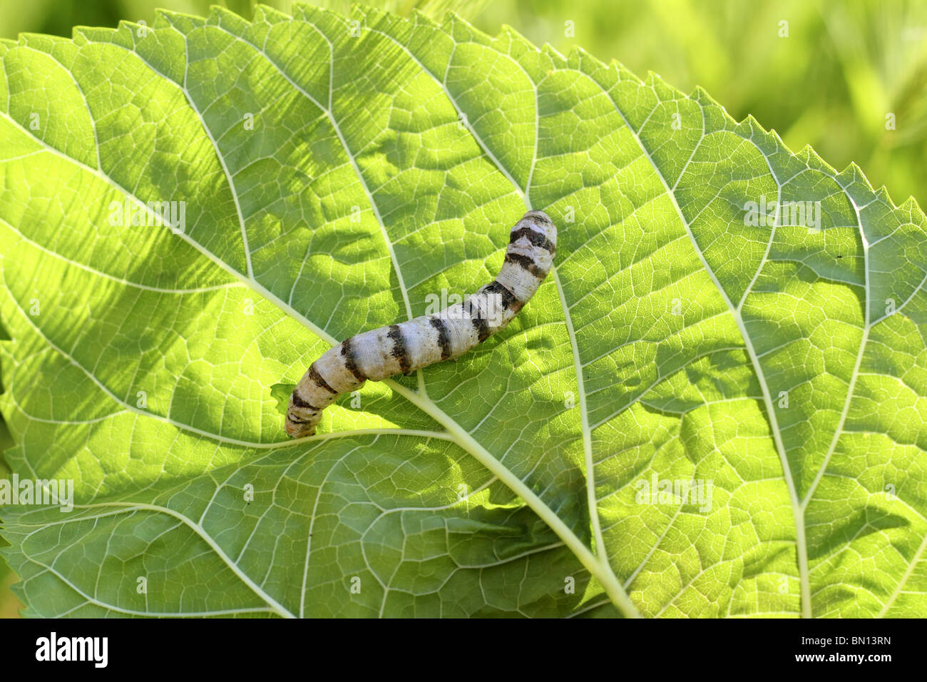 silkworm ringed silk worm eating mulberry green leaf  Stock Photo