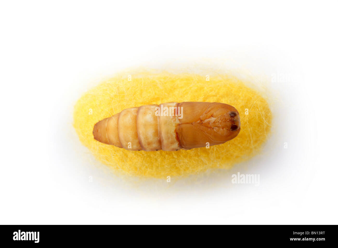 chrysalis silkworm up over silk worm cocoon Stock Photo