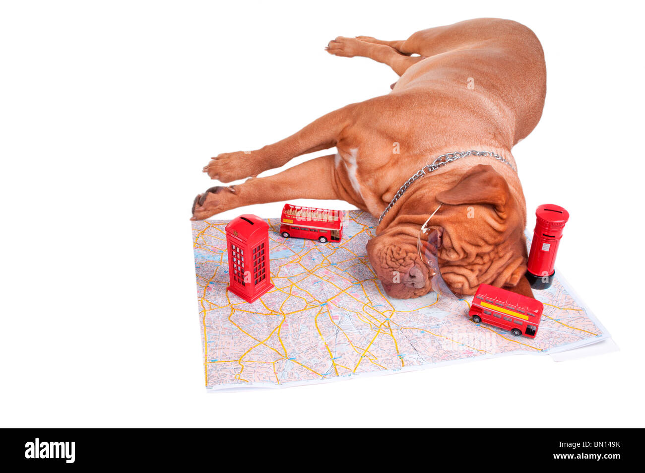 Dog tired of planning its trip to UK Stock Photo