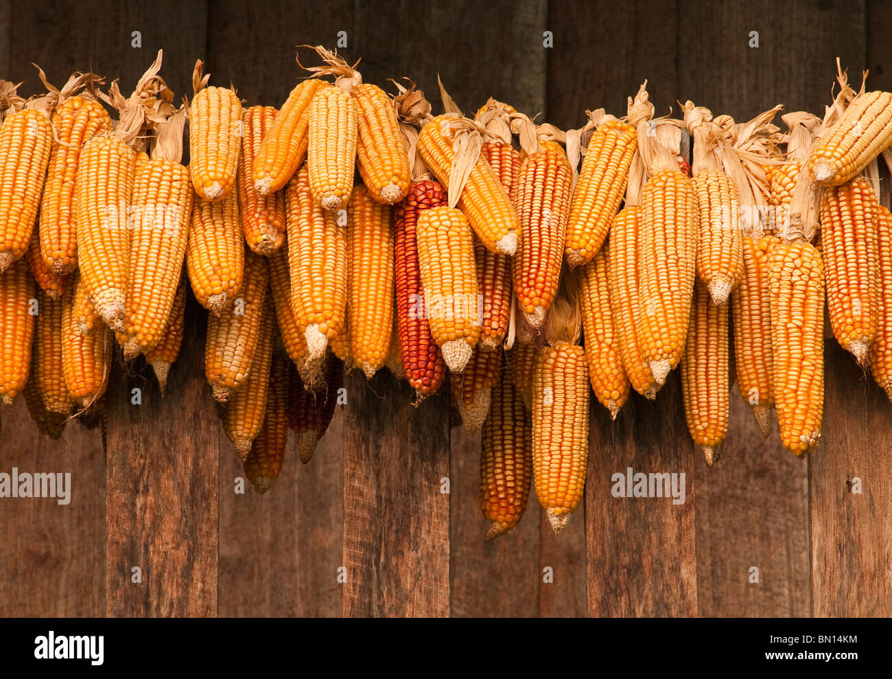 Ears of corn hires stock photography and images Alamy