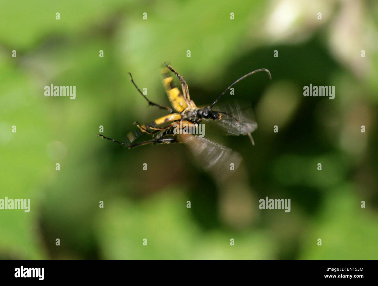 Flying beetles hires stock photography and images Alamy