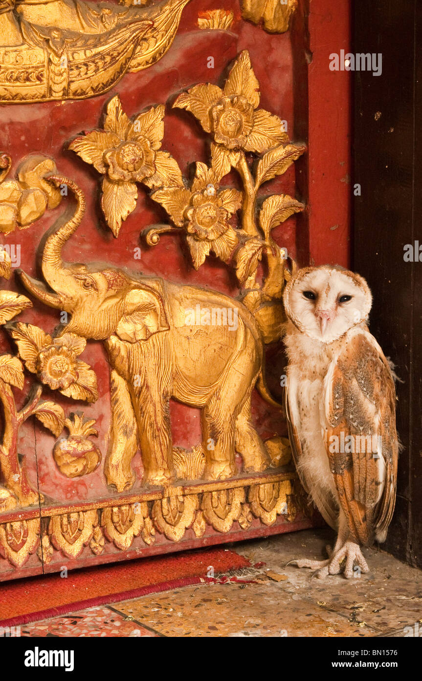 Owl on the doorstep at Wat Fon Soi Buddhist temple in Chiang Mai, Thailand. Stock Photo