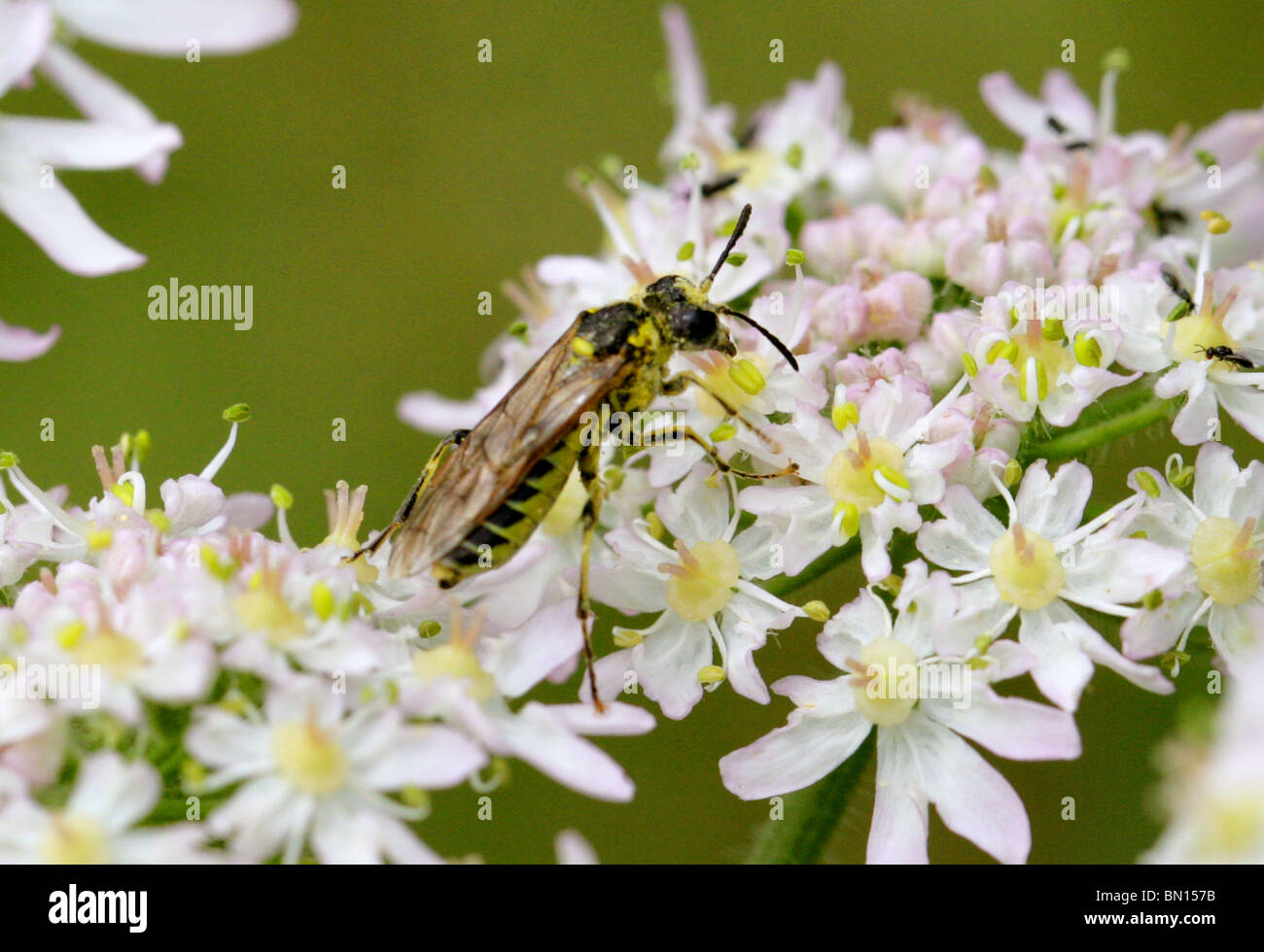 Sawfly, Tenthredo sp. (probably either Tenthredo notha, arcuata or brevicornis), Tenthredinidae, Hymenoptera. Feeding on Hogweed Stock Photo