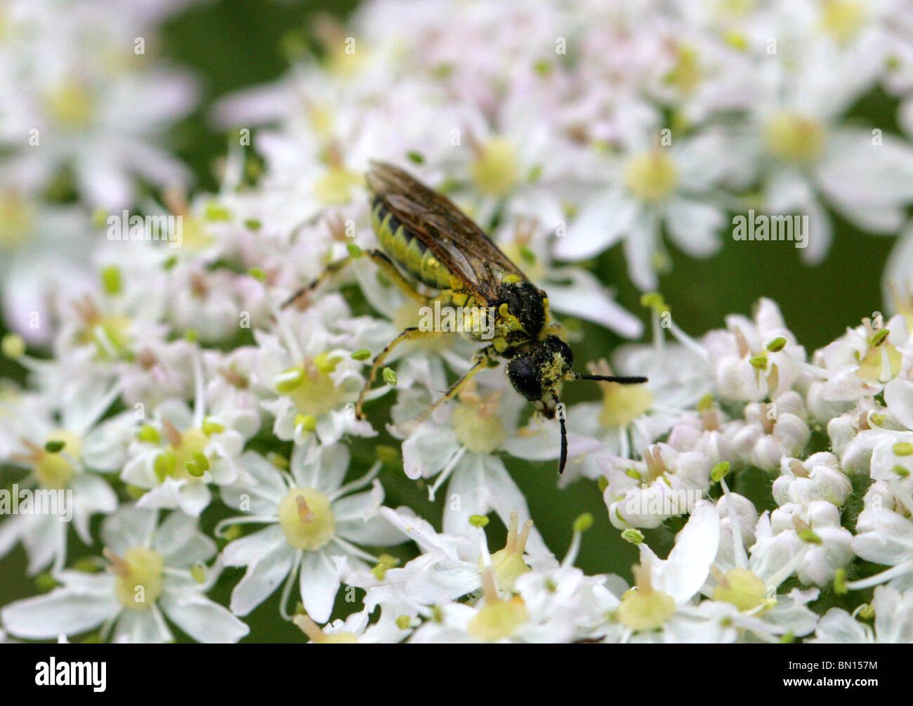 Sawfly, Tenthredo sp. (probably either Tenthredo notha, arcuata or brevicornis), Tenthredinidae, Hymenoptera. Feeding on Hogweed Stock Photo