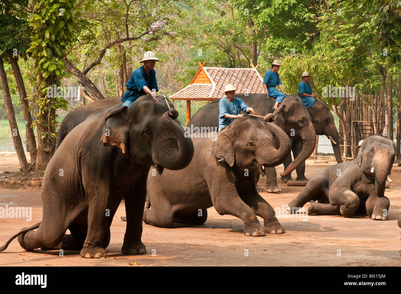 Elephants performing in show at the National Thai Elephant Conservation Center; Lampang, Chiang Mai Province, Thailand. Stock Photo