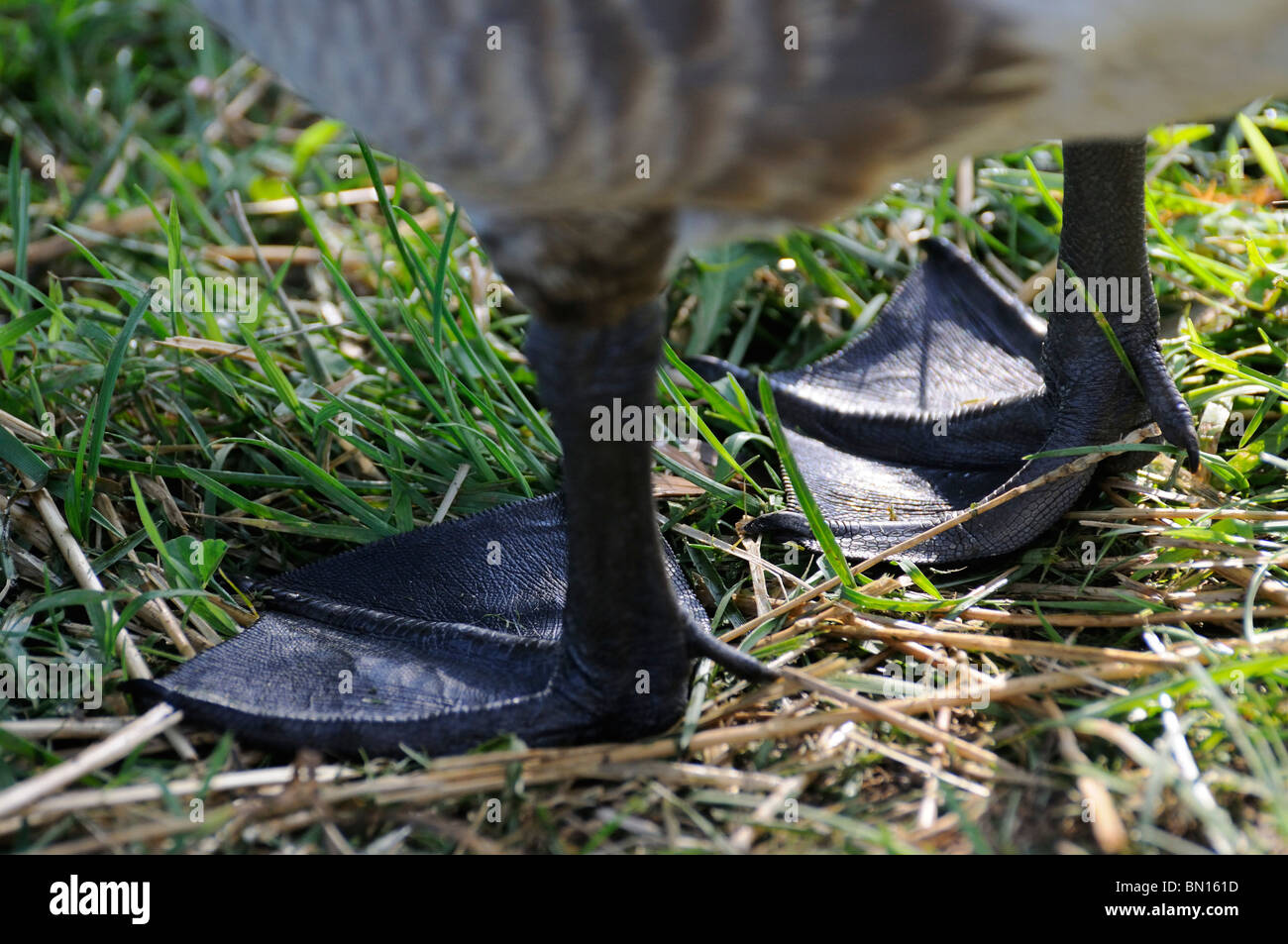 bed feet of a Canada Goose Stock Photo Alamy