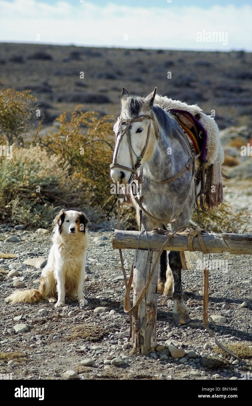 Dog riding horse hi-res stock photography and images - Alamy