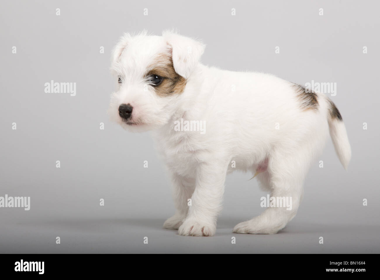 Parson russel terrier puppy closeup Stock Photo