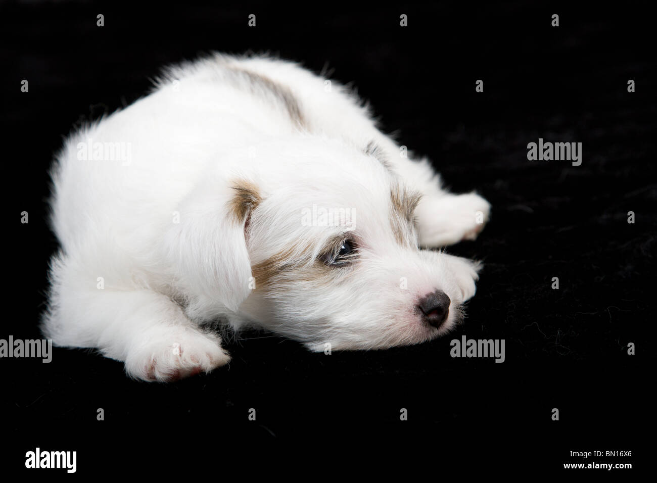 Parson russel terrier puppy closeup Stock Photo
