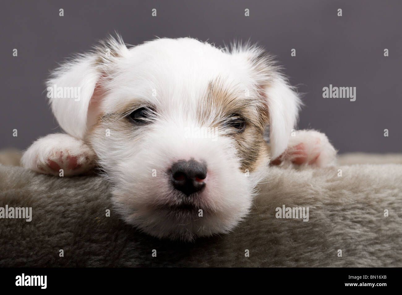 Parson russel terrier puppy closeup Stock Photo