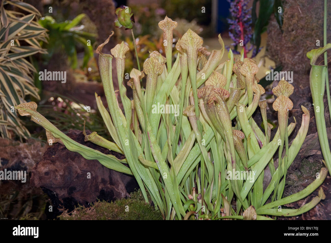 Yellow pitcher plant , Sarracenia flava var. ornata Stock Photo