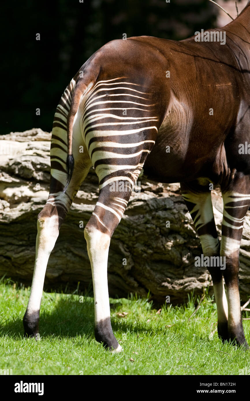 back side of Okapi - Okapia johnstoni Stock Photo