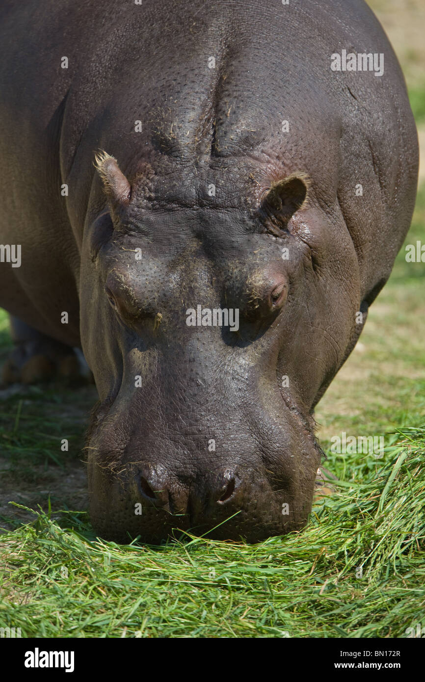 Hippo - Hippopotamus amphibius Stock Photo