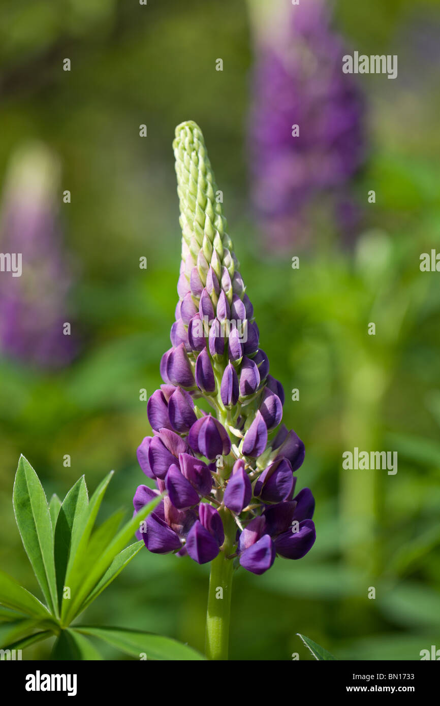 Garden Lupin or large-leaved Lupine - Lupinus polyphyllus Stock Photo