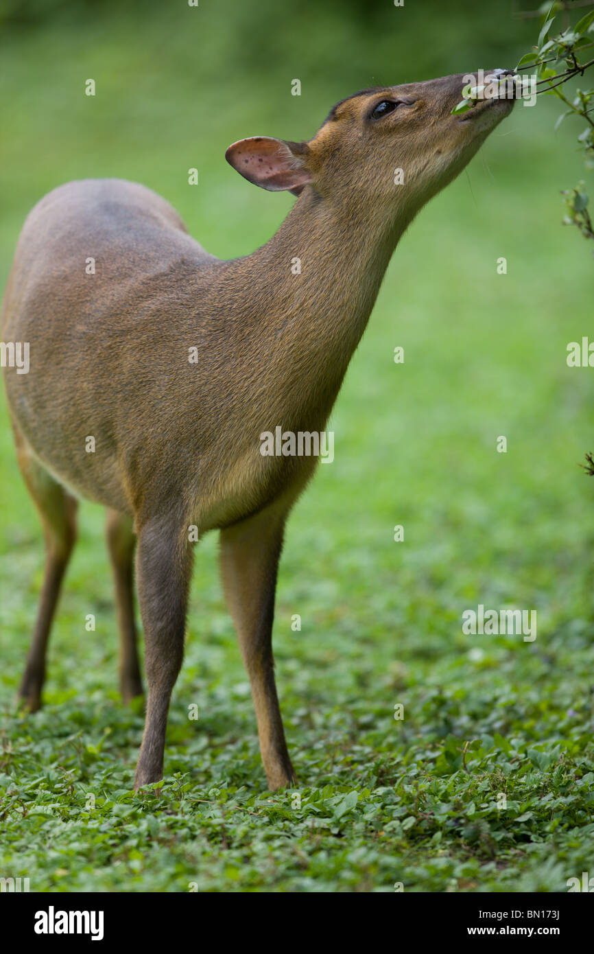 Reeves's (or Chinese) muntjac - Muntiacus reevesi eating from a shrub Stock Photo