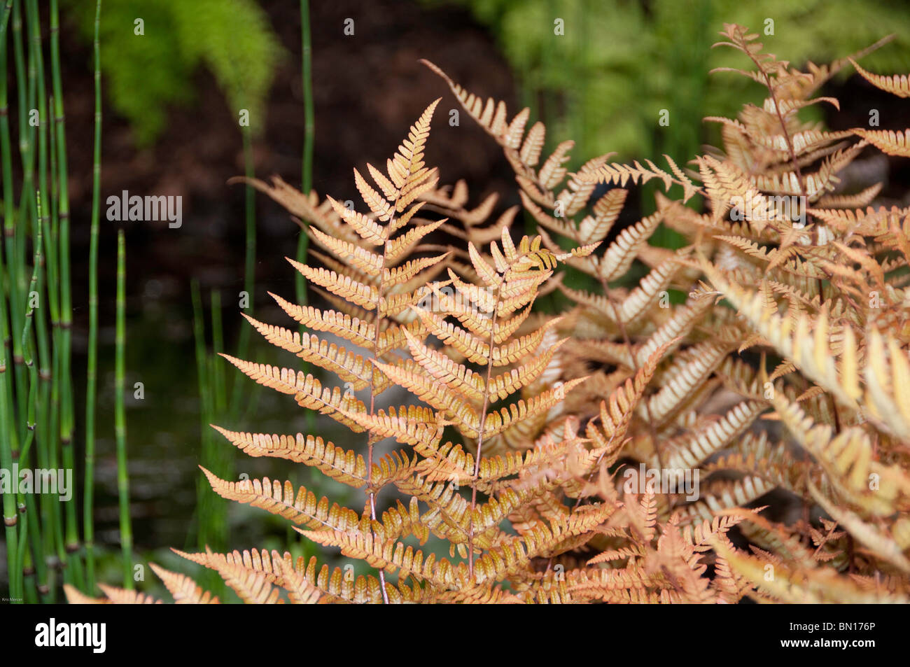 Pond side fern, Dryopteris ery-throsora. with pond plant, Equisetum, in the background Stock Photo