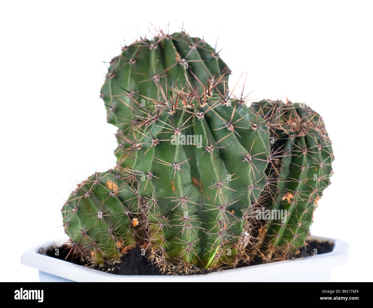 Thorny potted home Barrel cactus plant isolated on white. Stock Photo