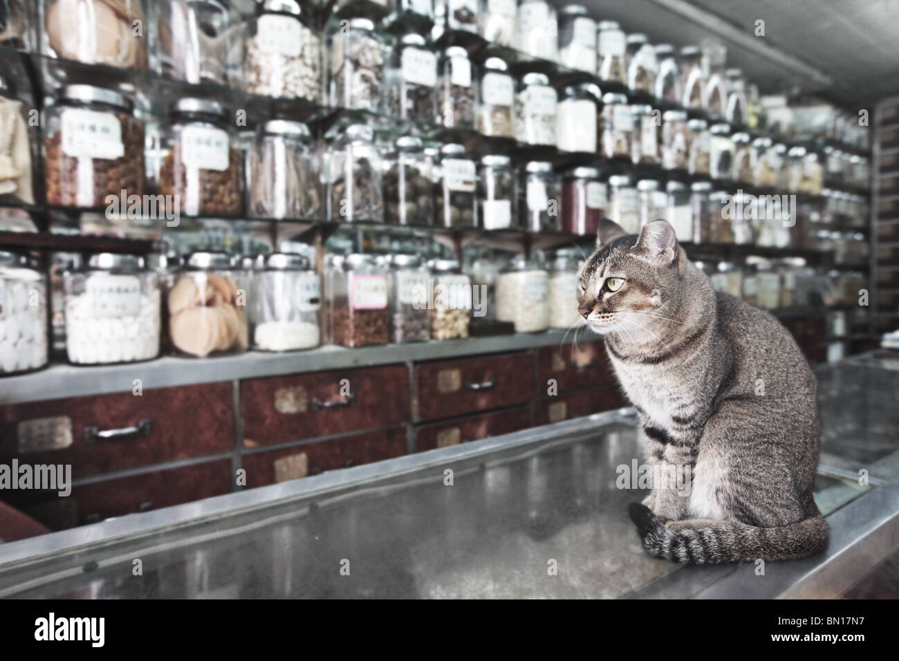 Cat like a seller in traditional Chinese medicine and dried goods shop Stock Photo