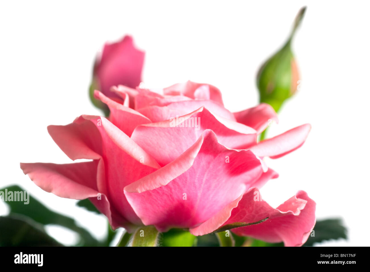 Beautiful rose flowers isolated on white background Stock Photo - Alamy
