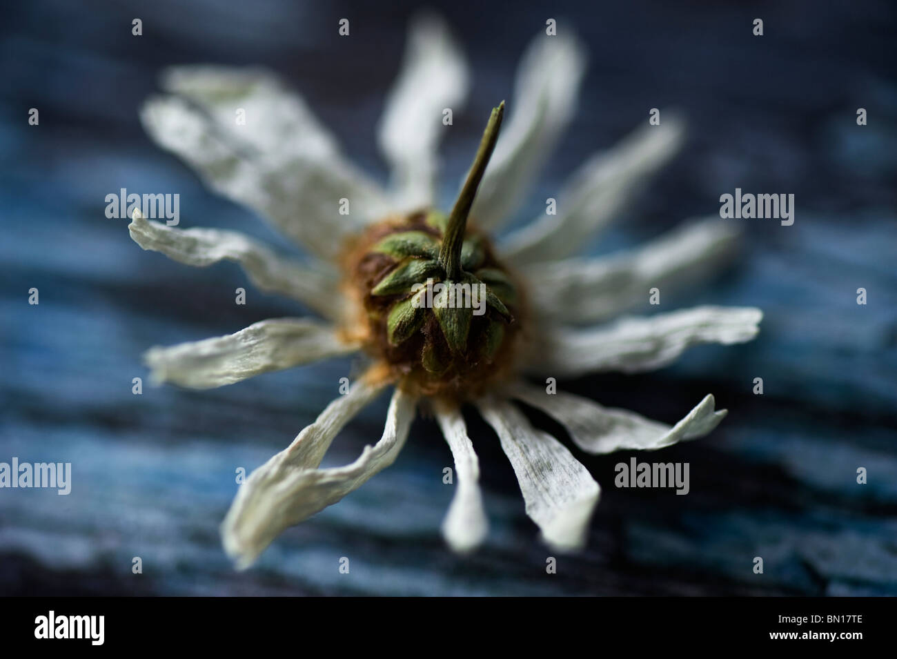 Dead daisy hires stock photography and images Alamy