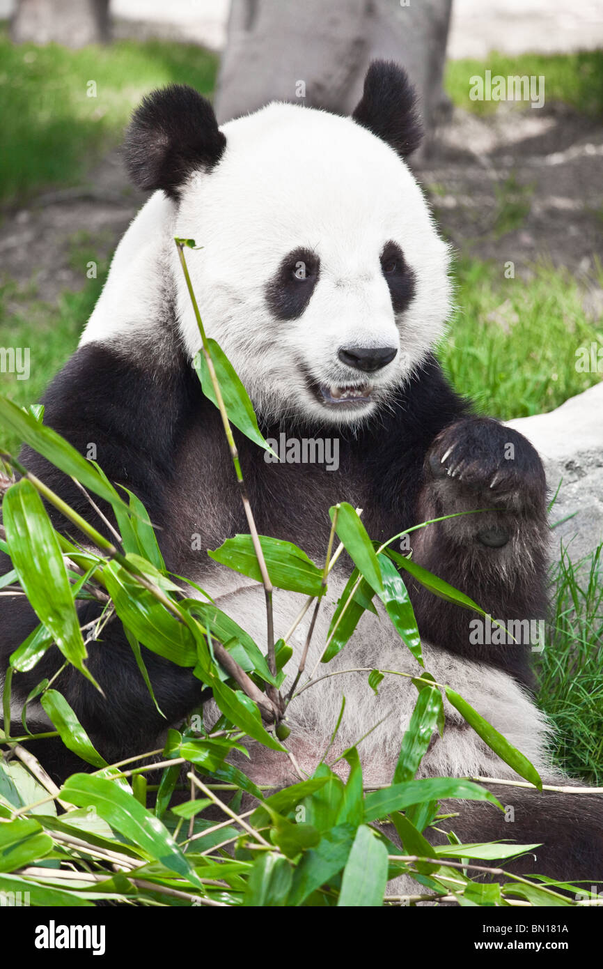 Black Bear Claw Food High Resolution Stock Photography And Images Alamy