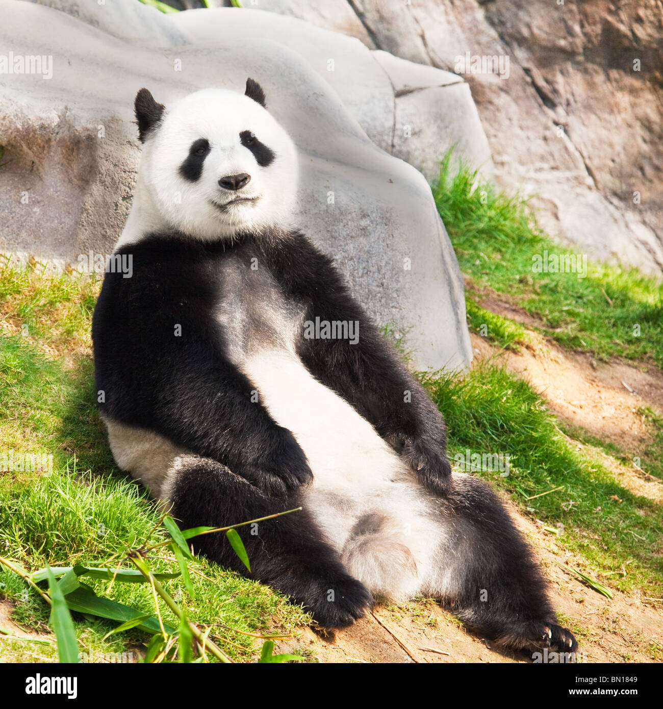 Giant panda is sitting on the green grass Stock Photo - Alamy
