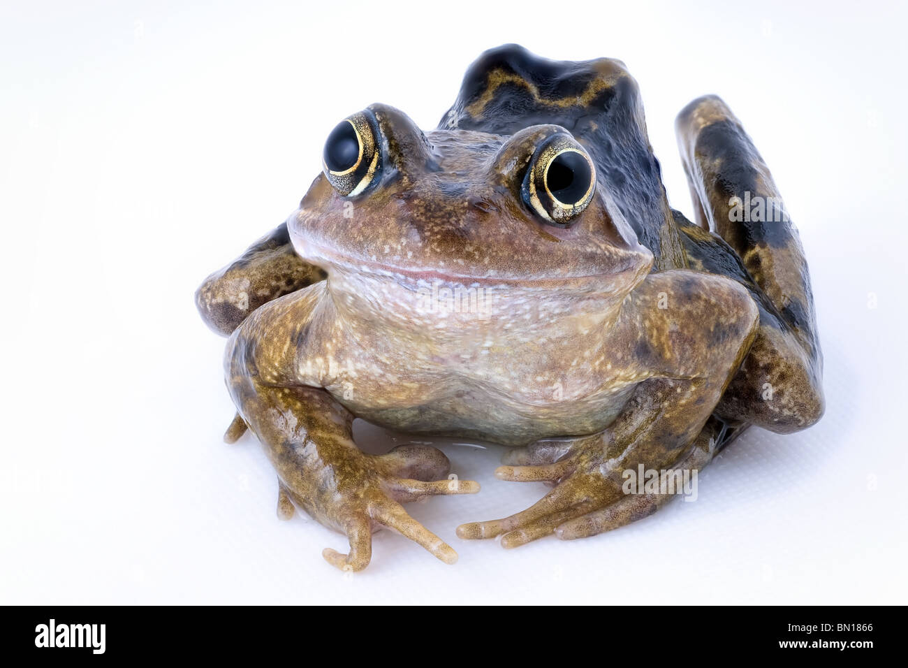 Common frog, rana temporaria, isolated on white Stock Photo